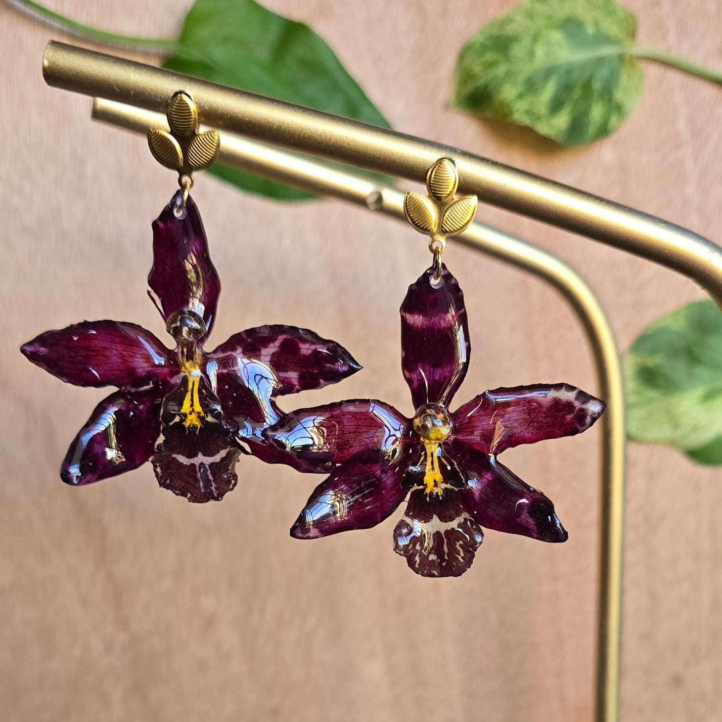 Aretes Odontoglossum