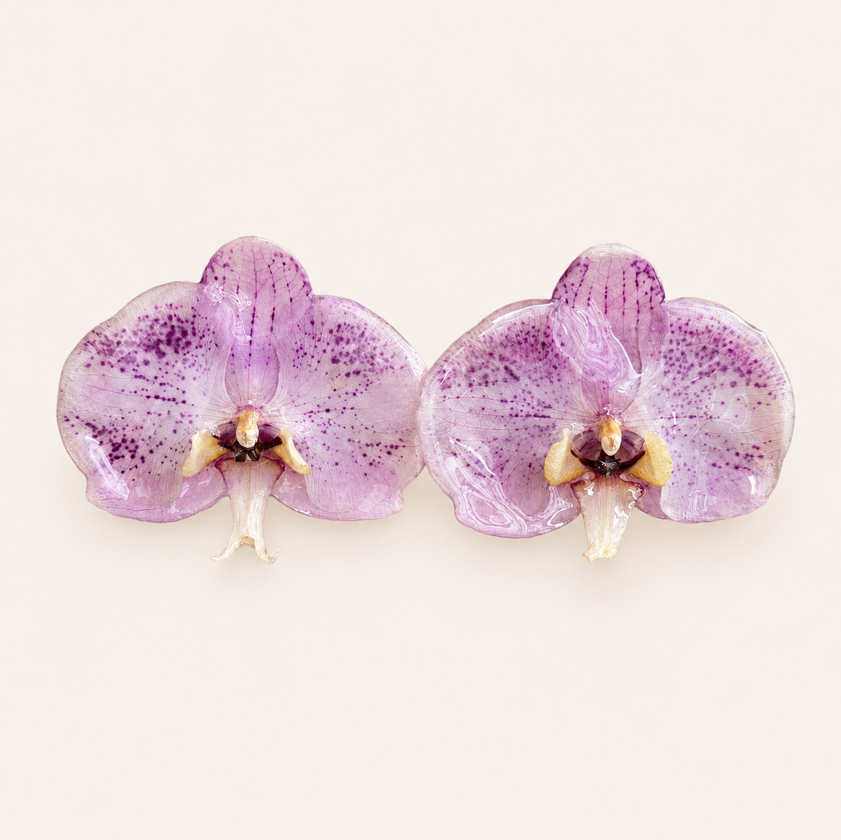 Topos Orquídea Phalaenopsis