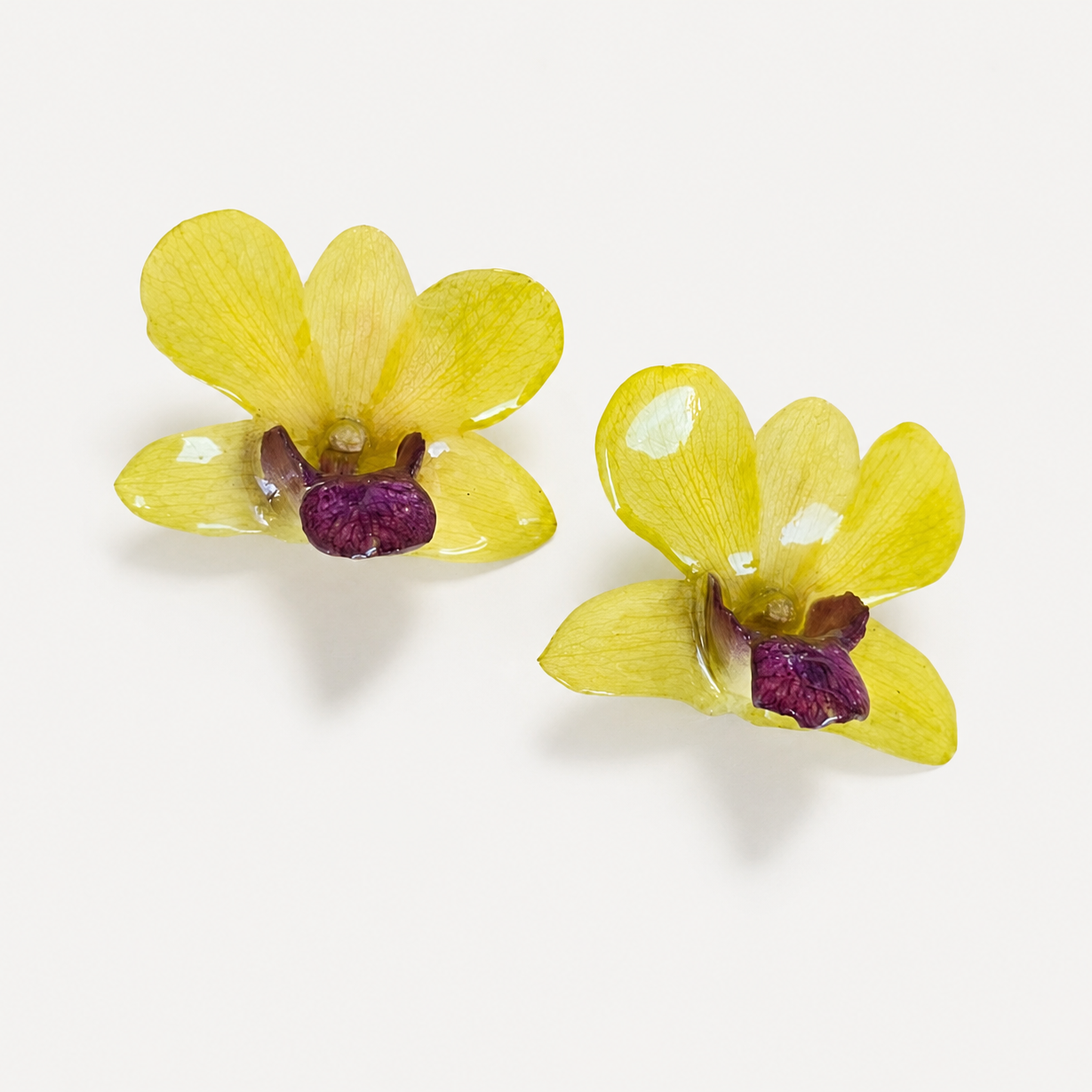 Topos Dendrobium