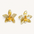 Topos orquídeas Odontoglossum