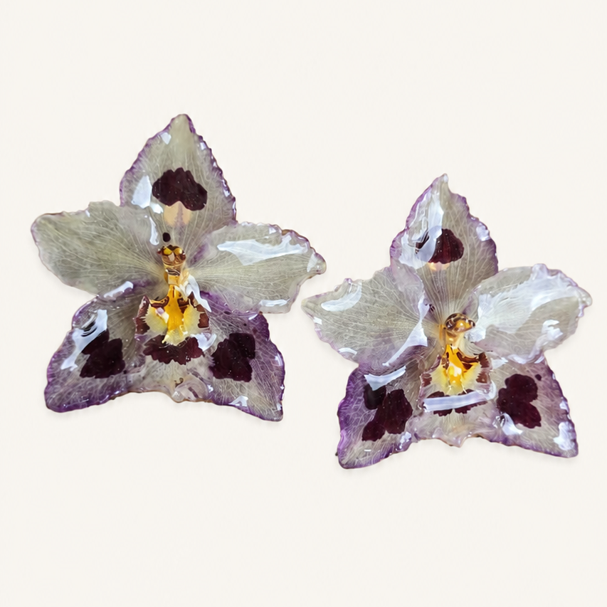 Topos orquídeas Odontoglossum