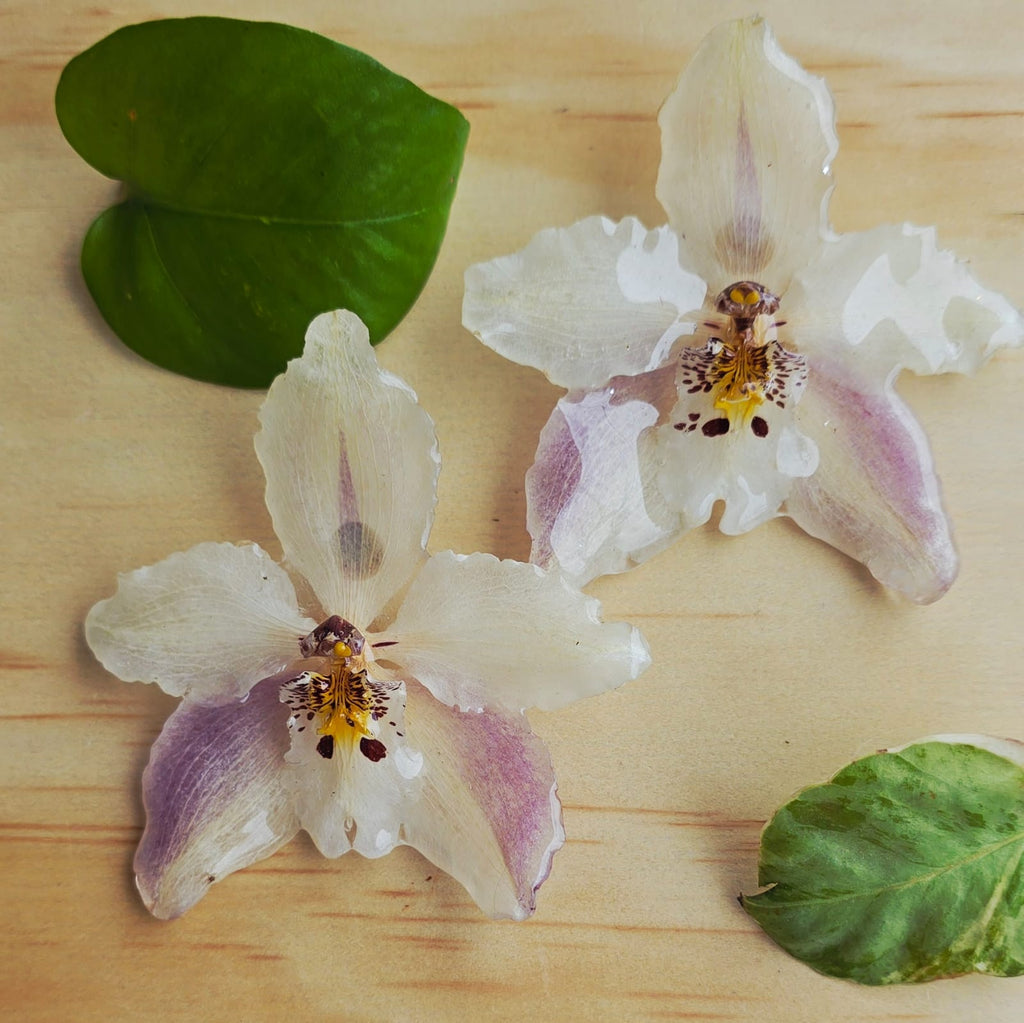 Topos orquídea Odontoglossum