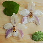 Topos orquídea Odontoglossum