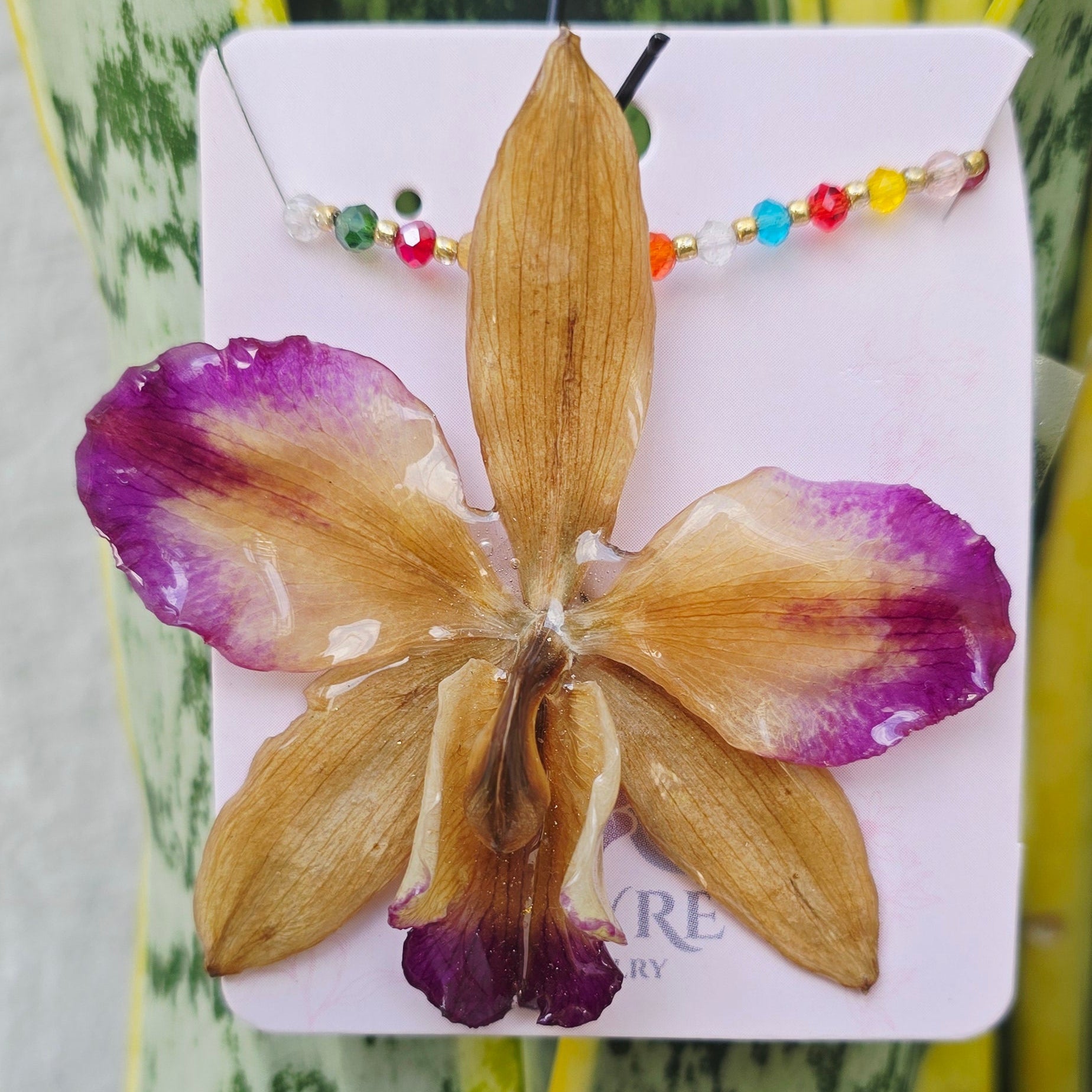 Collar orquídea híbrido Cattleya