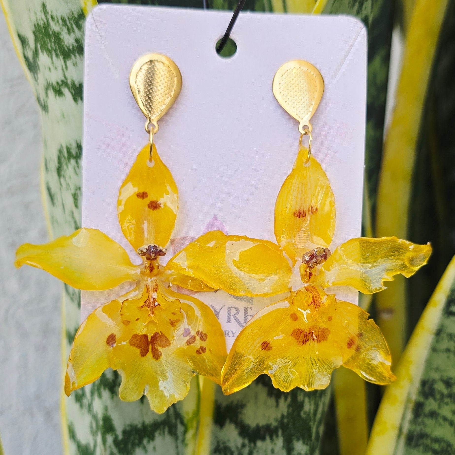 Aretes Odontoglossum