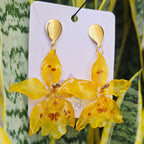 Aretes Odontoglossum