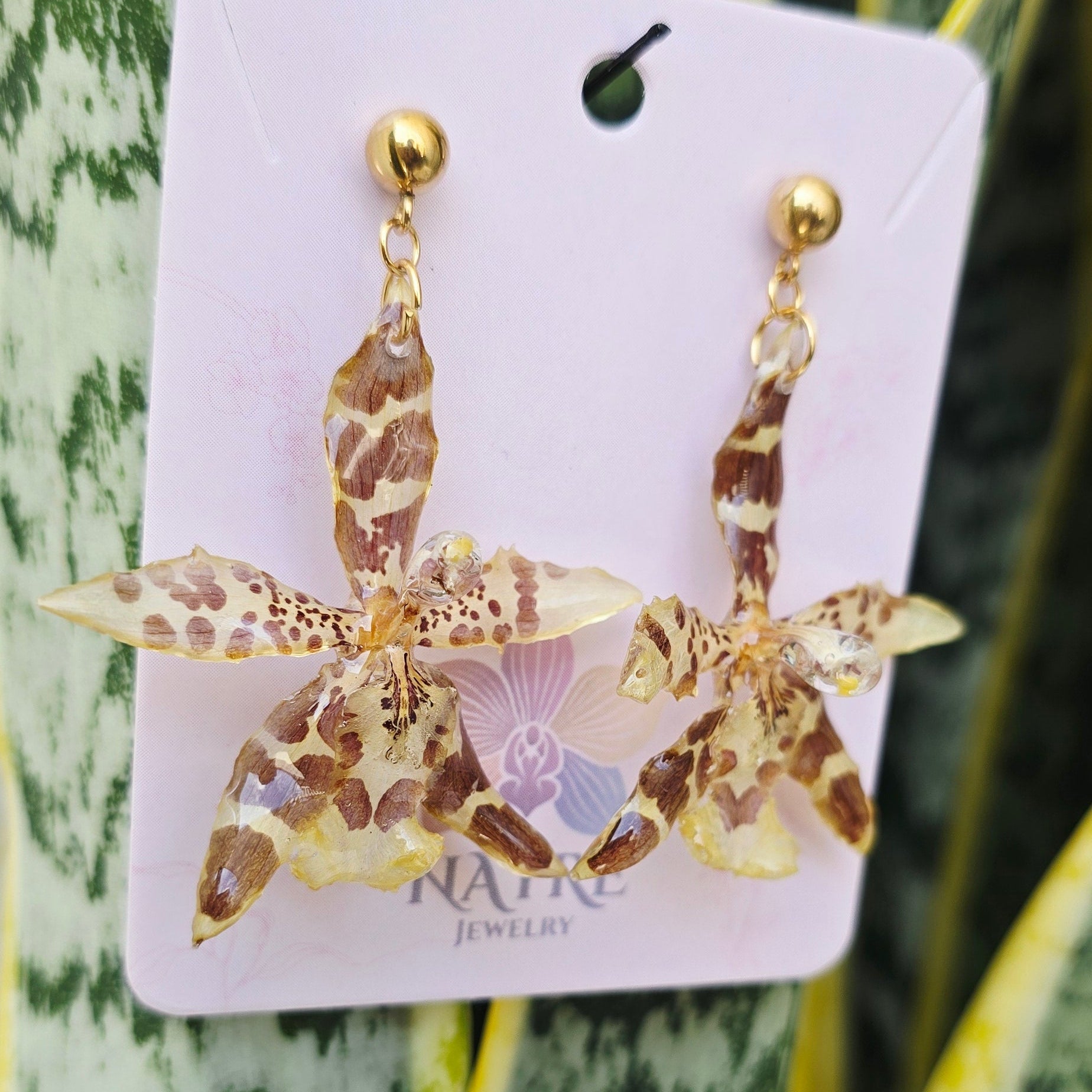 Aretes Odontoglossum