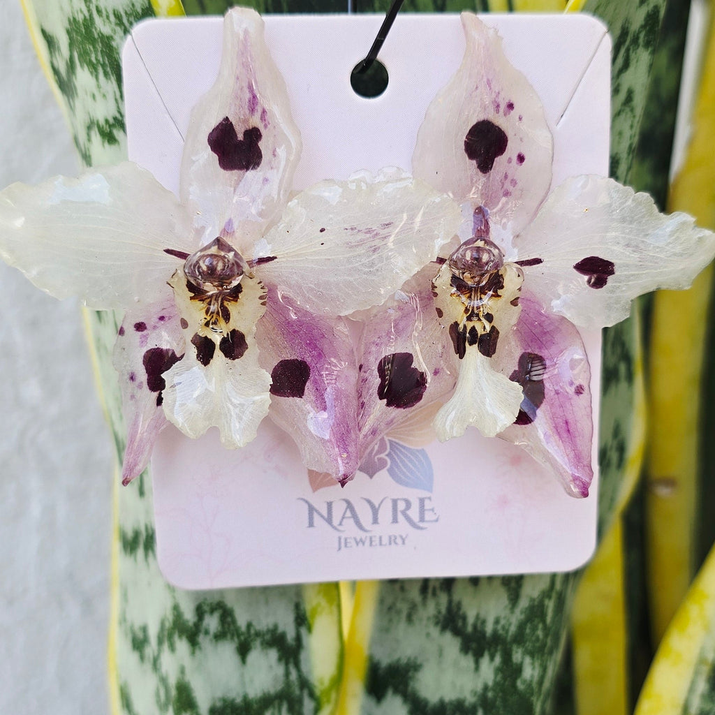 Topos Odontoglossum