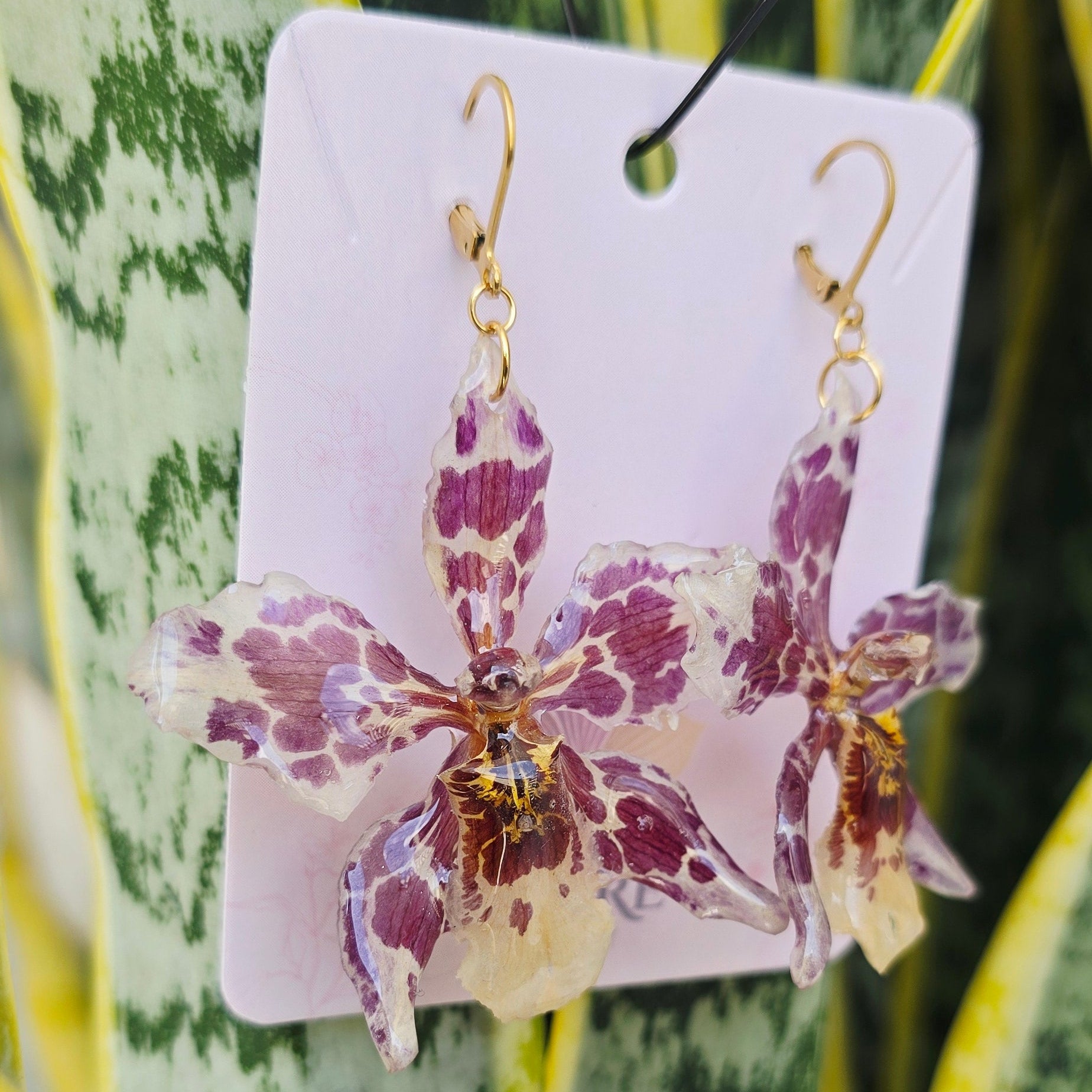 Aretes Odontoglossum