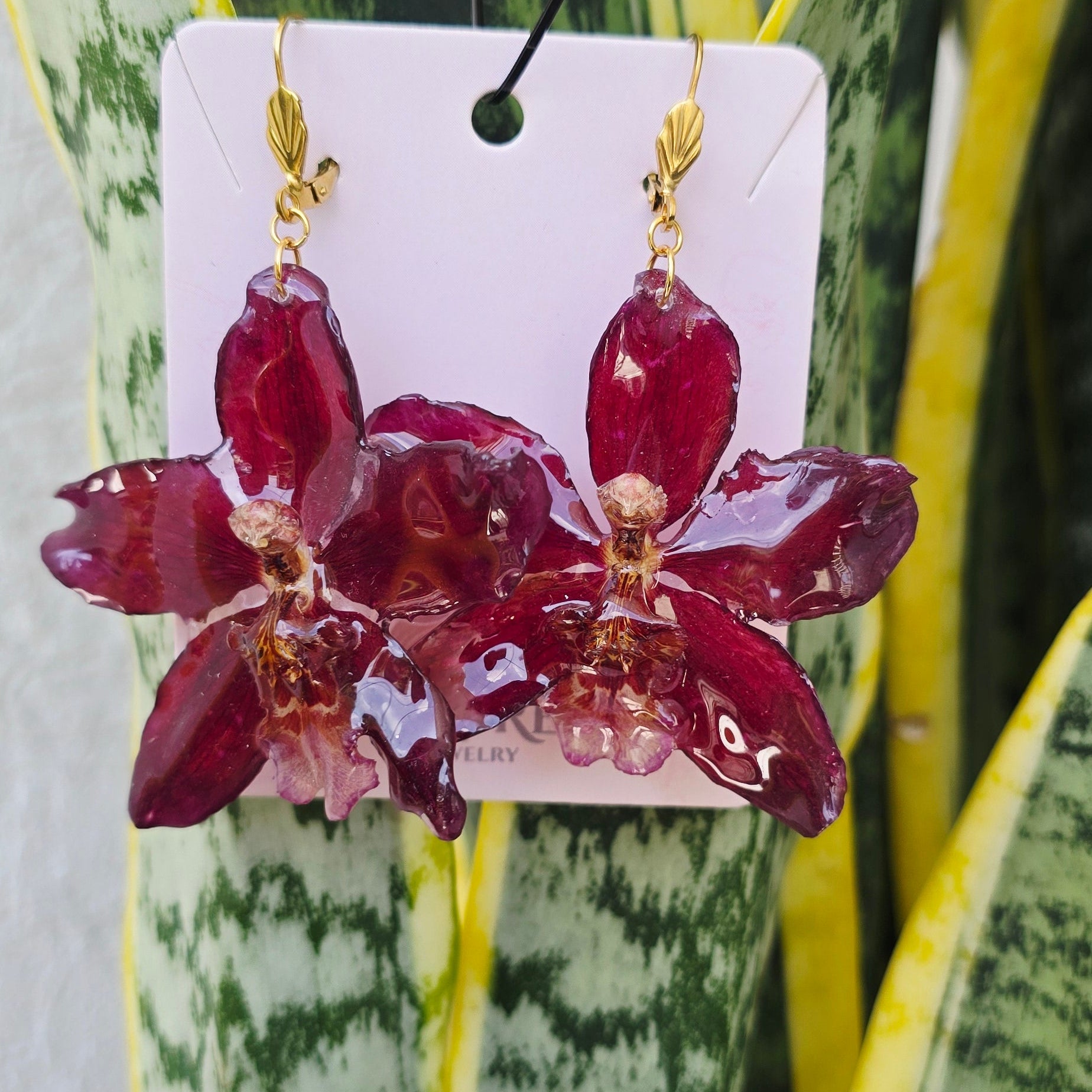 Aretes Odontoglossum