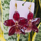Aretes Odontoglossum