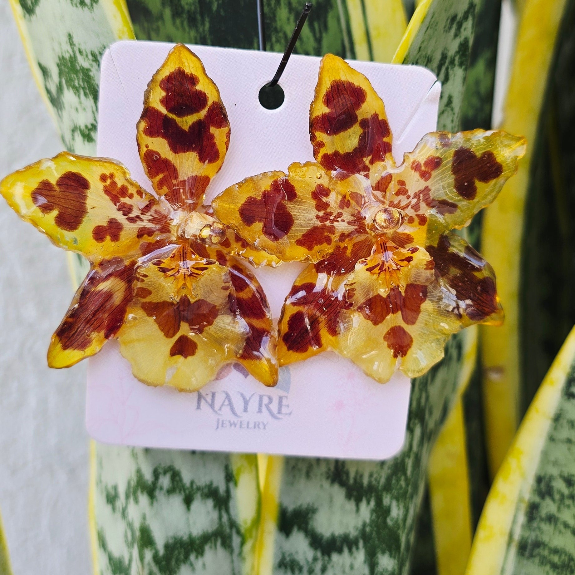 Topos Odontoglossum