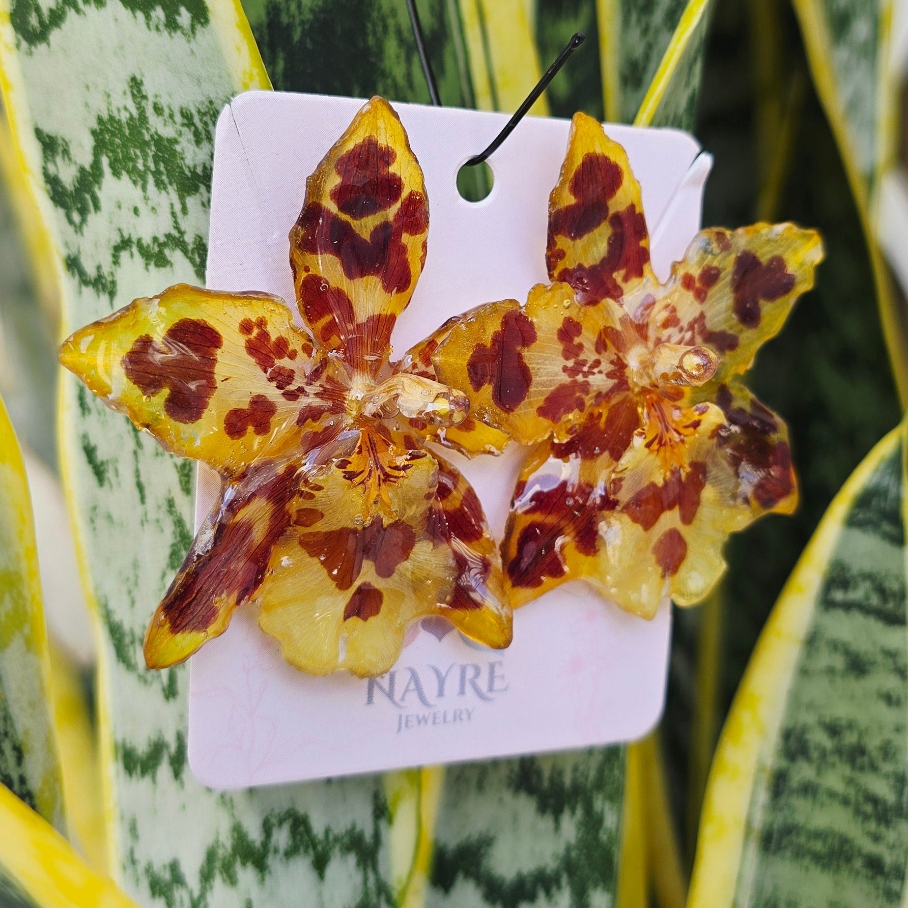Topos Odontoglossum