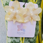 Topos orquídea Phalaenopsis medianos