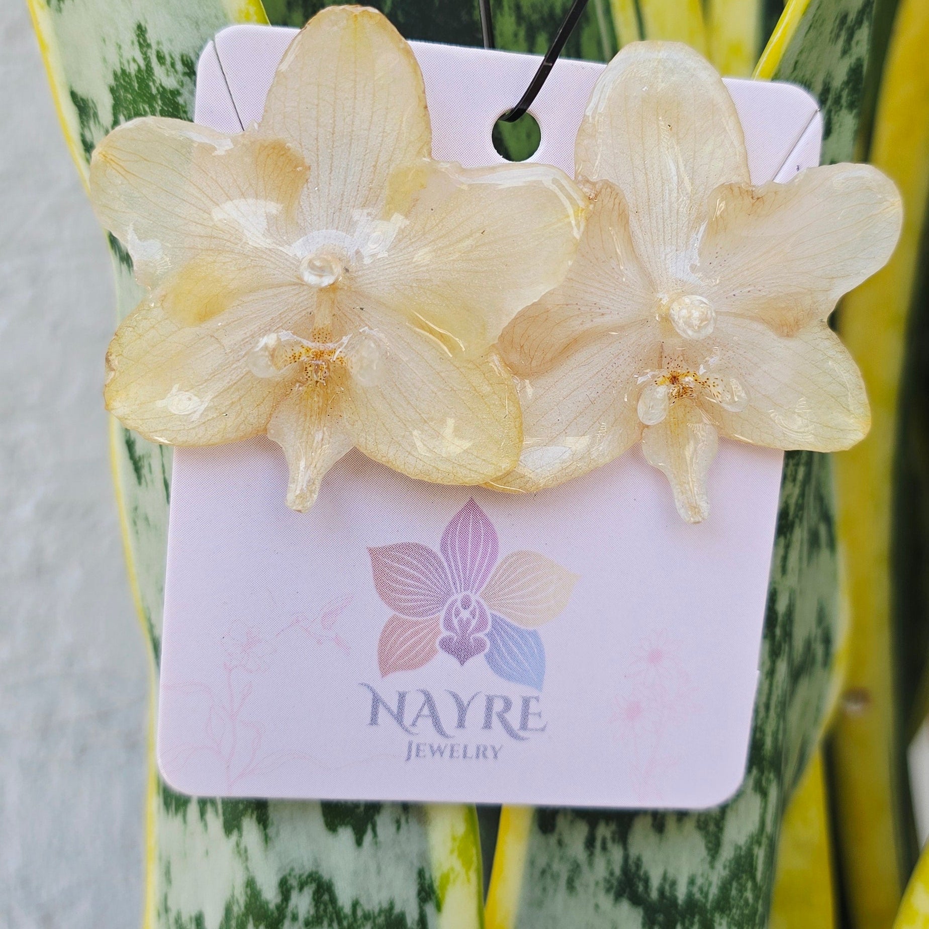 Topos orquídea Phalaenopsis medianos