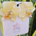 Topos orquídea Phalaenopsis medianos