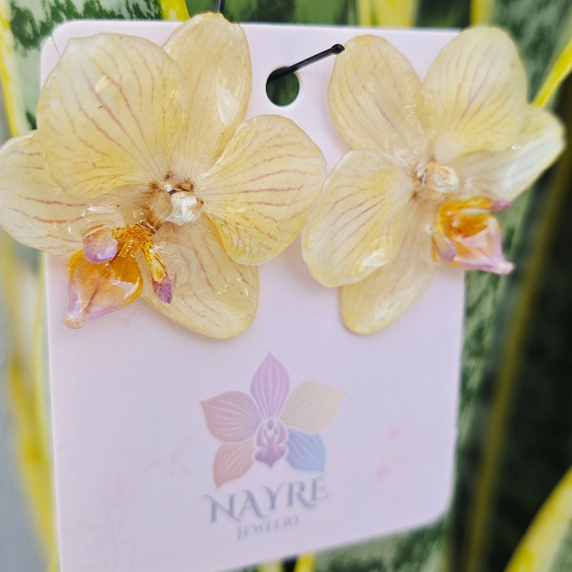 Topos orquídea Phalaenopsis medianos