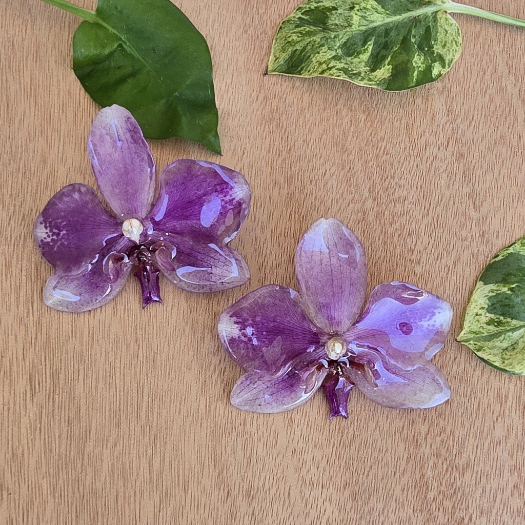 Topos orquídea Phalaenopsis