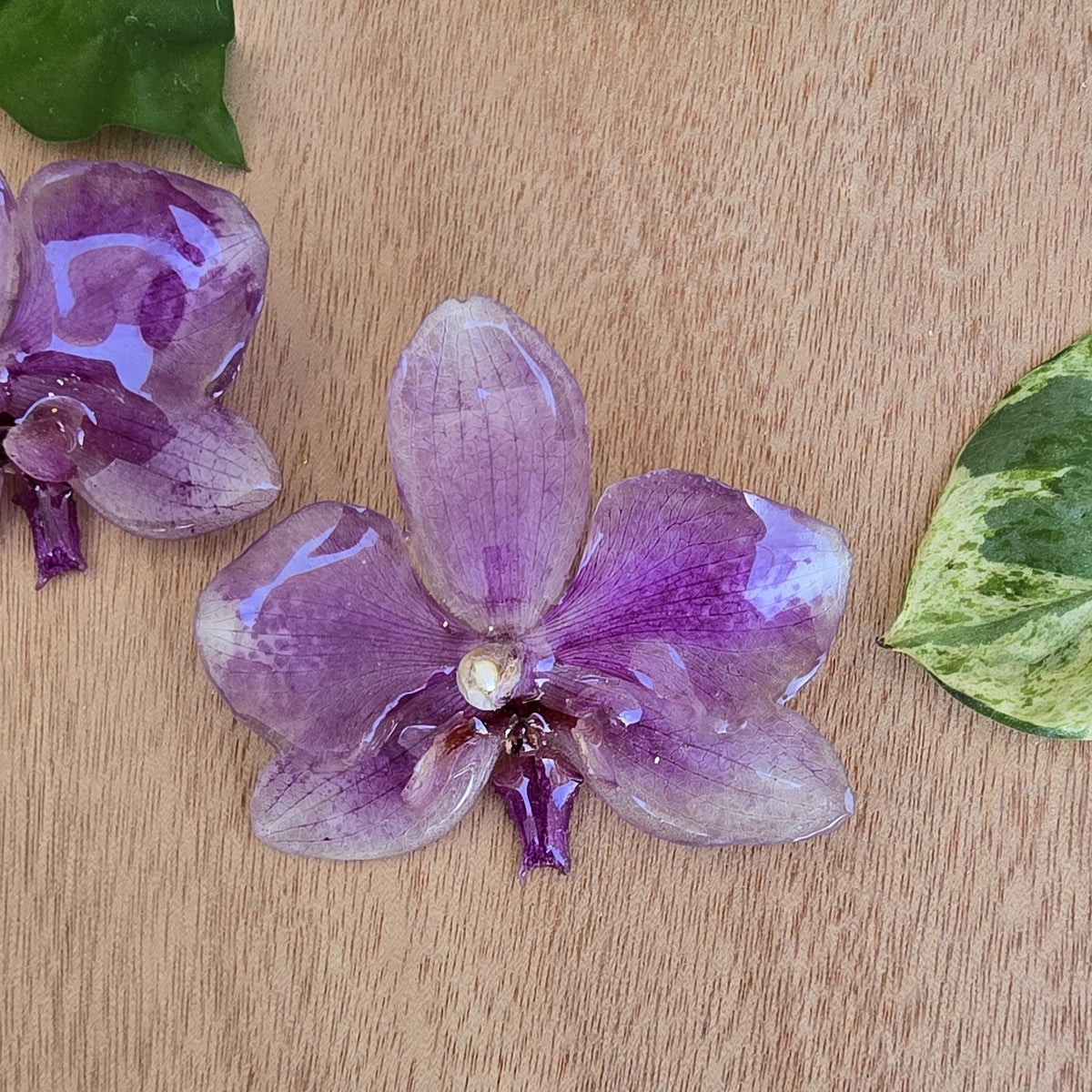 Topos orquídea Phalaenopsis