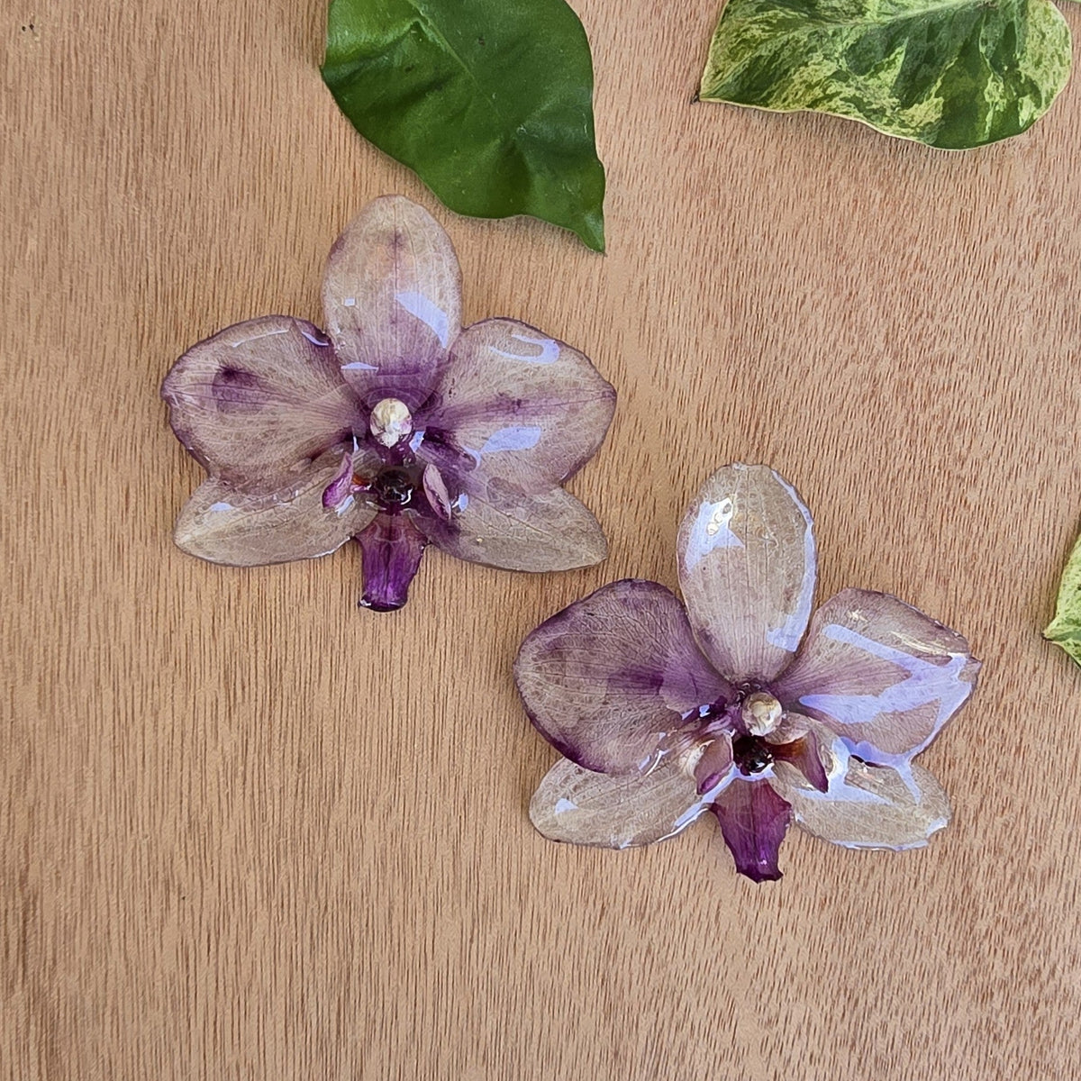 Topos orquídea Phalaenopsis
