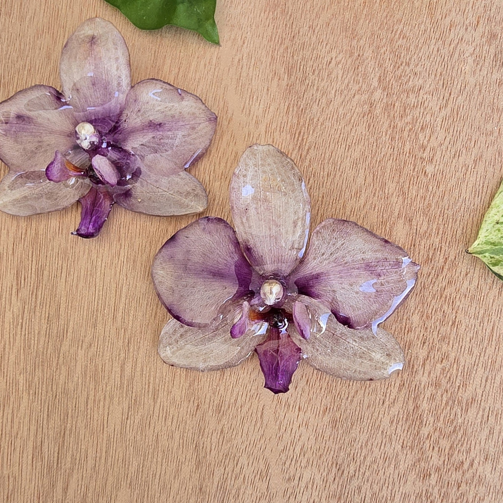 Topos orquídea Phalaenopsis