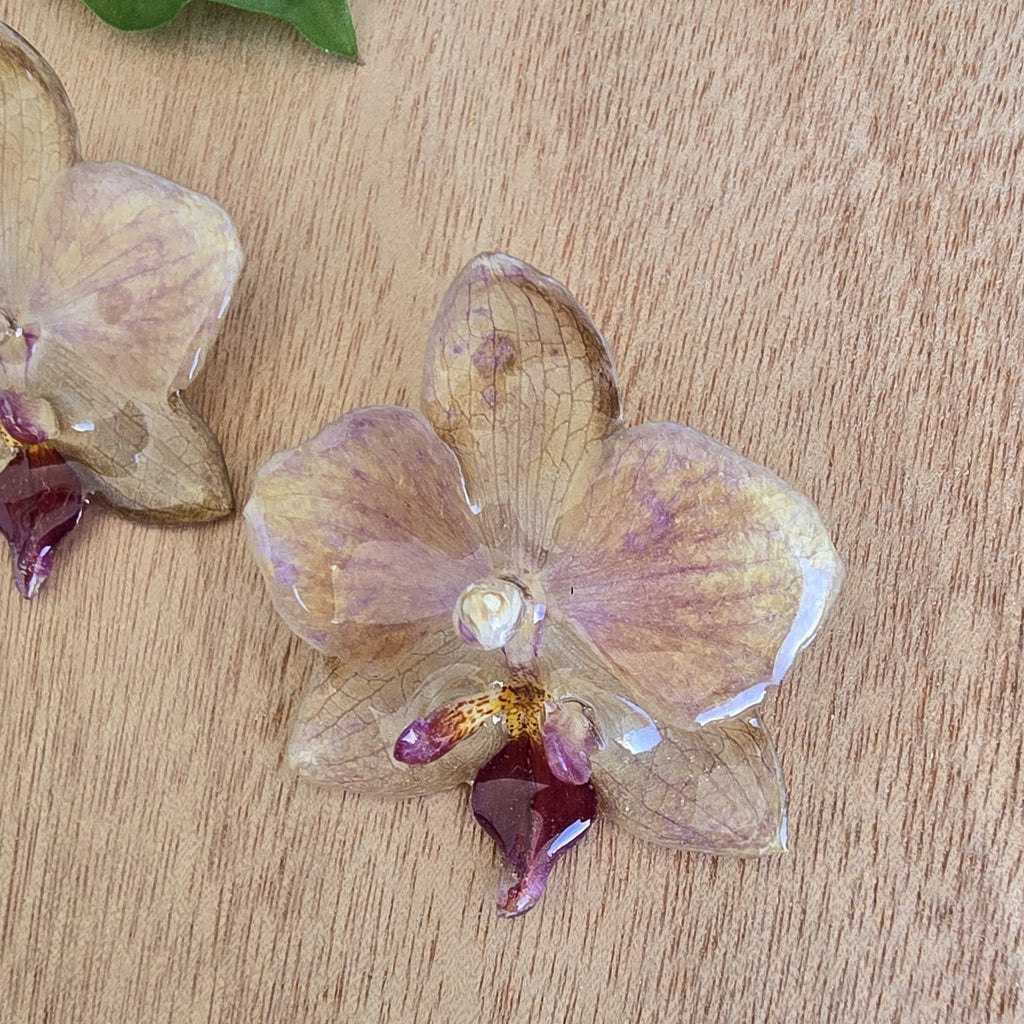 Topos orquídea Phalaenopsis