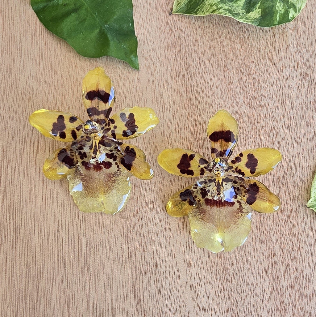Topos orquídea Colmanara