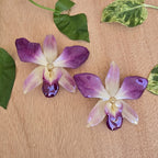 Topos Dendrobium