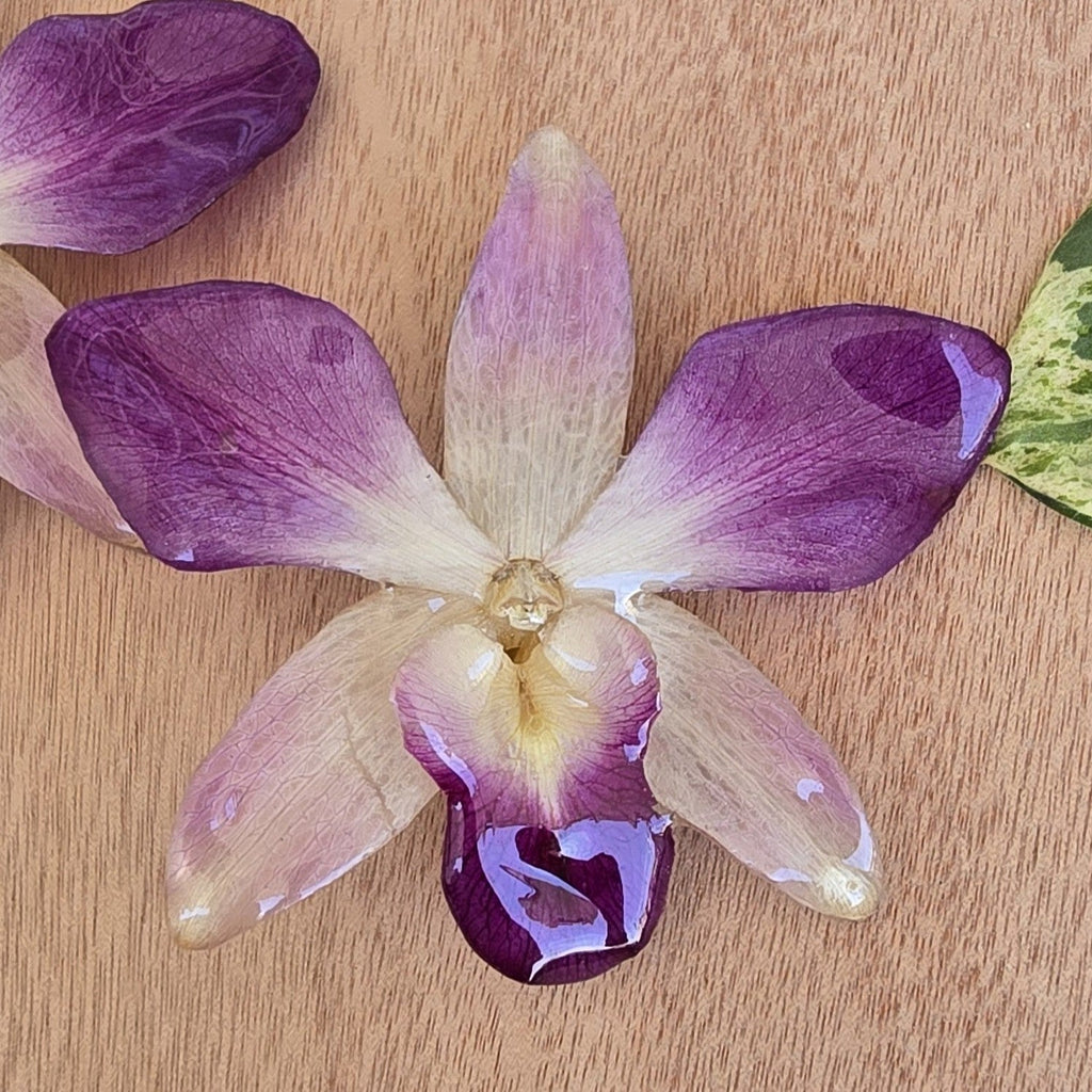 Topos Dendrobium