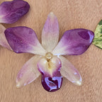 Topos Dendrobium