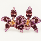 Topos orquídeas Odontoglossum