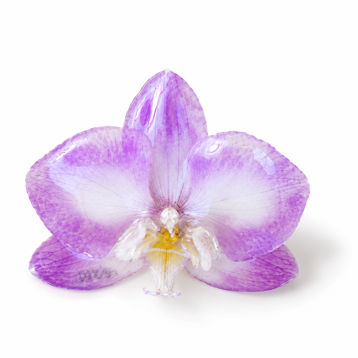 Topos Orquídea Phalaenopsis