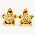 Topos orquídeas Odontoglossum