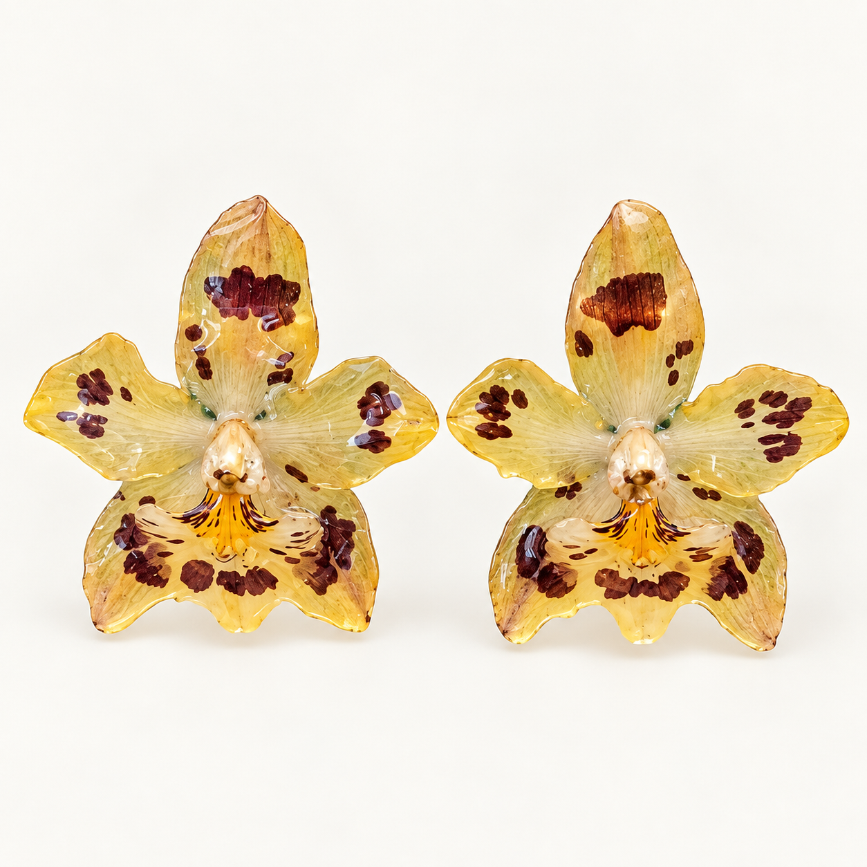 Topos orquídeas Odontoglossum