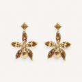Aretes Odontoglossum