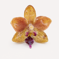 Anillo de Orquídea Phalaenopsis