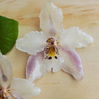 Topos orquídea Odontoglossum