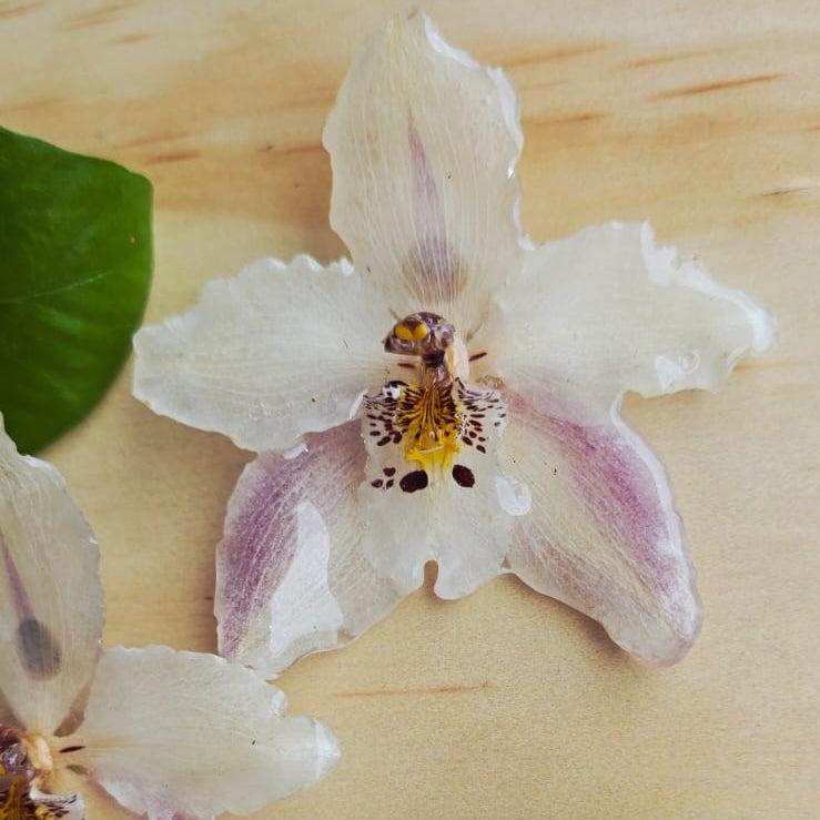 Topos orquídea Odontoglossum