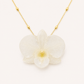 Orquídea Dendrobium