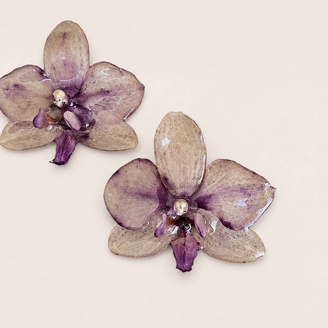Topos orquídea Phalaenopsis