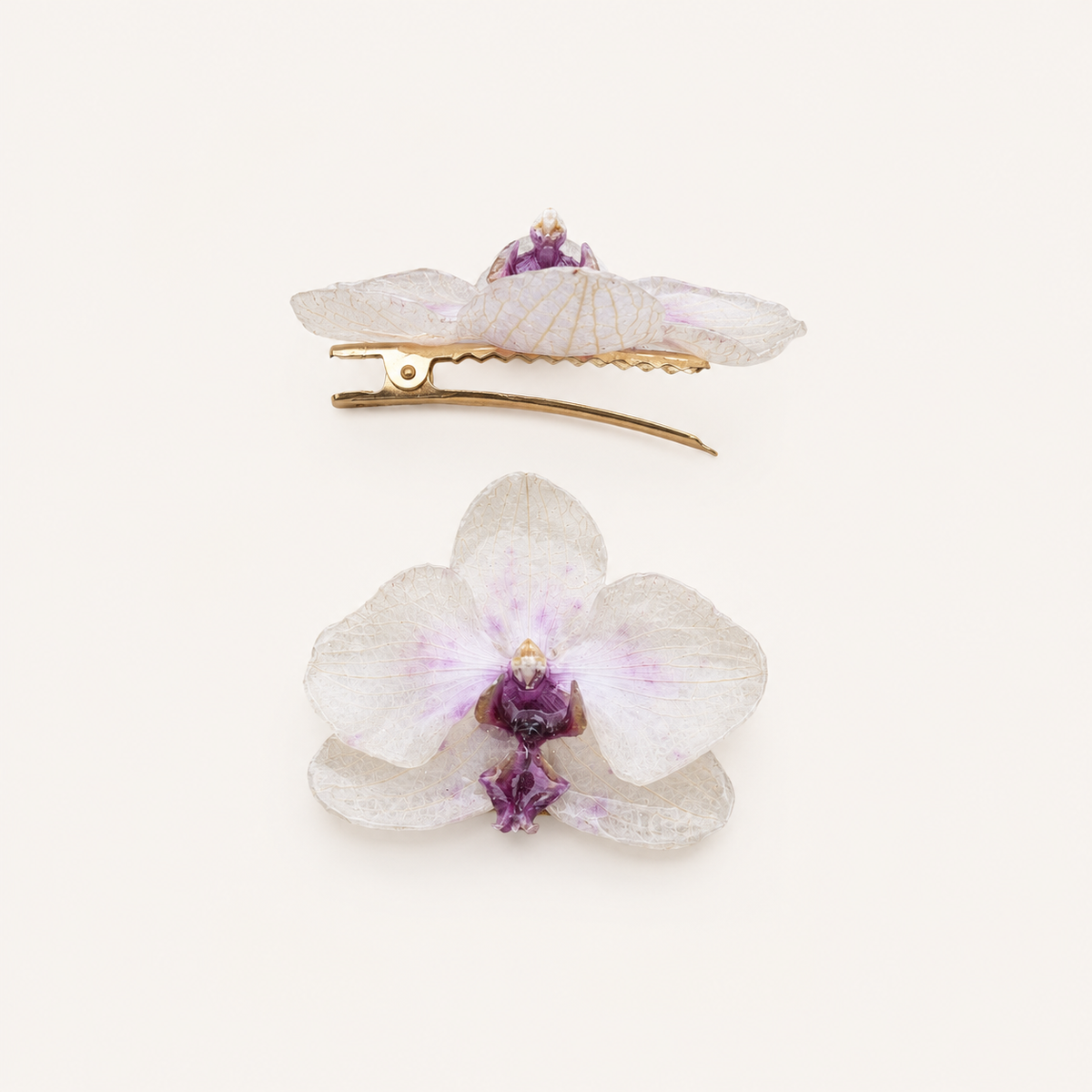 Pinza orquídea Phalaenopsis