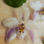 Topos orquídea Odontoglossum