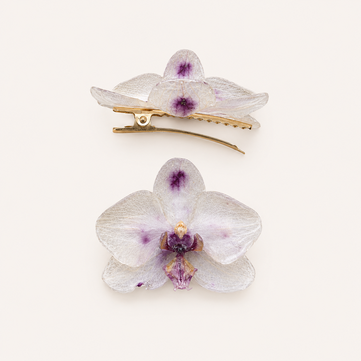 Pinza orquídea Phalaenopsis