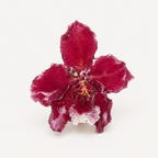Anillo orquídea Odontoglossum
