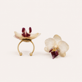 Anillo de Orquídea Phalaenopsis