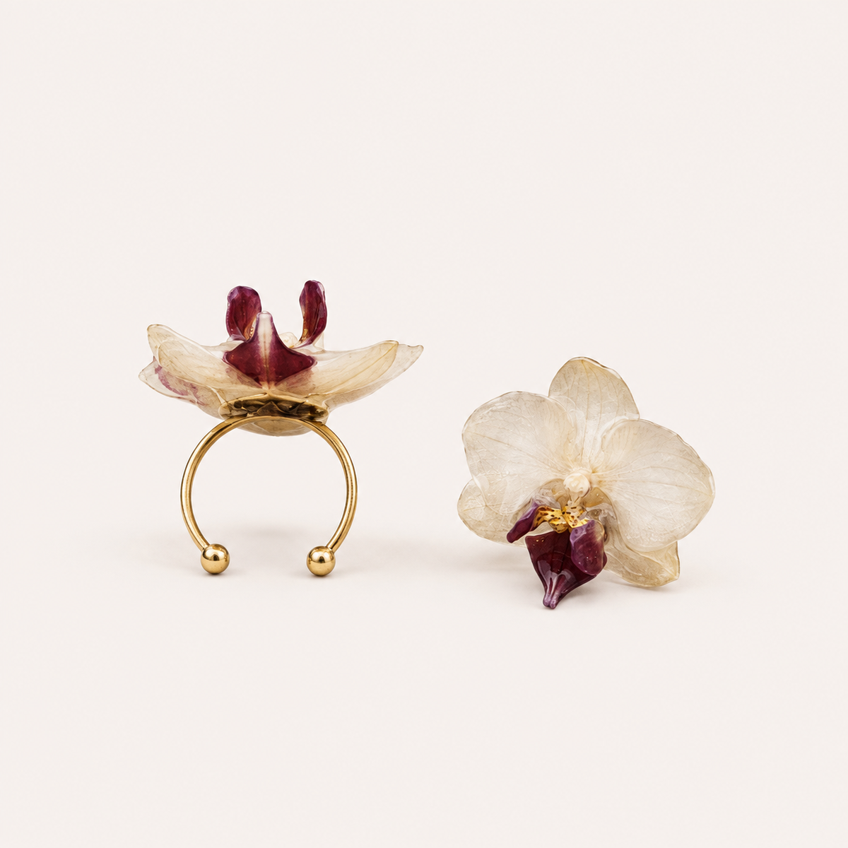 Anillo de Orquídea Phalaenopsis