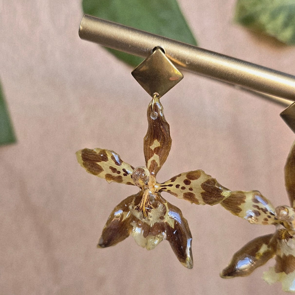 Aretes Odontoglossum