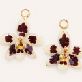 Aretes Odontoglossum