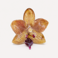 Anillo de Orquídea Phalaenopsis