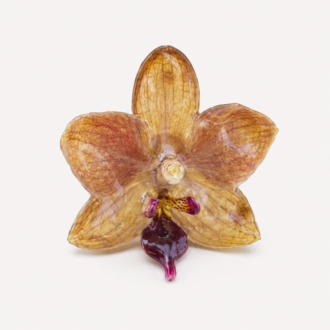 Anillo de Orquídea Phalaenopsis